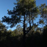 Old Native Pine