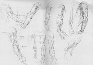 Anatomy - Arms Study